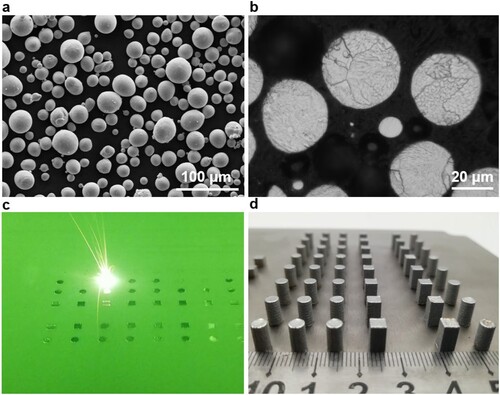 Figure 2. The raw material and LPBF process for sample preparation: (a) and (b) NiTi pre-alloyed powder; (c) Smooth interaction between laser beam and powder bed during LPBF; (d) Bulk-form samples for microstructural analysis and compressive test.