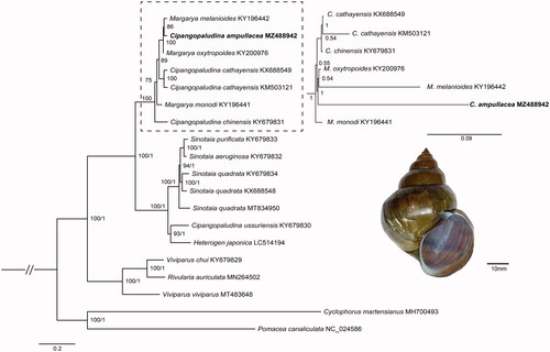 Figure 1. Maximum likelihood tree of 17 viviparid gastropods based on 13 PCGs of mitogenomes. Pomacea canaliculata (Ampullariidae), and Cyclophorus martensianus (Cyclophoridae) were used as outgroup taxa.