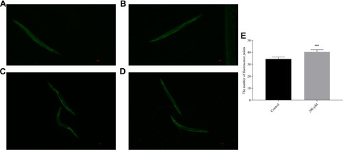 Figure 12 DAF-16::GFP location ((A) control group; (B) pb-3 group; (C) control group (H2O2); (D) pb-3 group (H2O2)). (E) Pb-3 induced a significant degree of DAF-16::GFP in mutant TJ356 worms (***p <0.001).