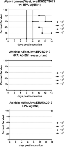 Fig. 3 Lethality exhibited by mice infected with (a) wt HPAI A(H5N1), A/environment/West Java/BKSI37/2013.Infected mice were monitored for a 14 day experimental period for clinical signs of illness. Any mouse that exhibited a clinical sign of “4” or lost 25% or more of its body weight was humanely euthanized. Dosage was measure in EID50/ml. Groups of mice infected with either (b) rt HPAI A(H5N1), A/chicken/EastJava/BP21/2012 or (c) LPAI H3N8, A/chicken/WestJava/KRW54/2012 showed no mortality at any dose administered