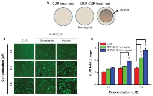 Figure 8 Curcumin-loaded magnetic nanoparticle formulation magnetic targeting improves curcumin uptake by MDA-MB-231 cells. (A) Schematic representation of experimental design for magnetic targeting. Cells (2 × 105) were seeded in six-well plates and treated for 3 hours with 2.5, 5, and 7.5 μM of (1) curcumin, (2) curcumin-loaded magnetic nanoparticle formulation, or (3) curcumin-loaded magnetic nanoparticle formulation in the presence of a neodymium external magnet. (B) Curcumin uptake by cancer cells was visualized using a fluorescence microscope (1×71; Olympus Corporation, Tokyo, Japan). (C) Internalized fluorescence levels were analyzed using an Accuri® C6 flow cytometer (BD Accuri Cytometers, Ann Arbor, MI) in the FL1 channel. Data represent the mean of three repeats for each treatment (mean ± standard error of the mean) and expressed in fold change compared to respective controls. *P < 0.05 for significance difference. Abbreviations: CUR, curcumin; MNP-CUR, curcumin-loaded magnetic nanoparticle formulation.