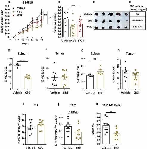 Figure 5. Synthetic CBG or high-CBG extract treatments reduce tumor progression and TAM macrophage frequencies in tumors.