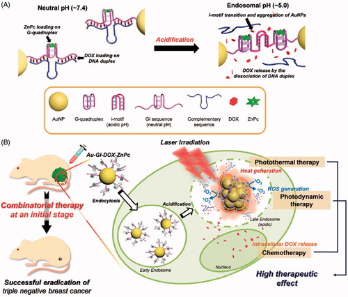 Figure 10. Schematic illustration of the Au-GI nanomachine. (A) Design of the Au-GI nanomachine and its operation mechanism depending on pH. (B) Intracellular dynamic operation of the Au-GI nanomachine facilitating triple combination of photothermal, photodynamic, and chemotherapy. AuNP: gold nanoparticle; GI, DNA containing both the G-quadruplex and the i-motif sequence; Au-GI, GI-decorated AuNP; ZnPc, zinc phthalocyanine; DOX, doxorubicin Copyright from PMC, 2018 (Ref [Citation54]).