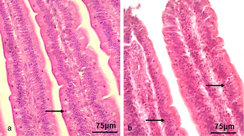 Figure 1. Intestinal villus from a control chicken (1a) and a NDV-infected chicken (1b). More intestinal intraepithelial lymphocytes (arrows) were detected among the epithelial cells of the intestinal epithelium in the NDV-infected bird. Haematoxylin and eosin stain. Scale bar: 75 μm.