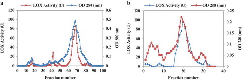 Figure 1. Chromatography of LOX on gel filtration and Q-Sepharose. (a) The chromatogram of Sephadex G-100 gel filtration. The sample was eluted at a flow rate of 0.25 ml.min−1. The fraction of evaluation based on OD 280 and enzyme activity. (b) Separation of sesame LOX by ion-exchange chromatography on Q-Sepharose column at a flow rate of 1 ml.min−1 using 20 mM Tris-HCL buffer, pH 8.8, as the eluting buffer with a linear gradient of 0.1–1.0 M NaCl. 2 ml fractions were collected. Blue line indicates lipoxygenase activity; red line represents absorbance at 280 nm.