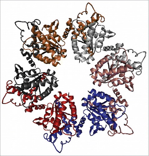 Figure 4. Low resolution 3D-structure of the Nicotiana tabacum RCA complex obtained by the electron microscopy (PDB ID: 3ZW6).Citation48