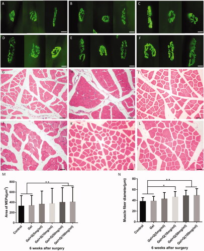 Figure 7. Fluorescence staining of MEPs and H&E staining of biceps muscle fibres in the injured side 6 weeks after surgery in the control group, blank hydrogel group, 5 mg/mL quercetin-loaded hydrogel group, 10 mg/mL quercetin-loaded hydrogel group, 50 mg/mL quercetin-loaded hydrogel group, and 100 mg/mL quercetin-loaded hydrogel group. (A–F) MEP fluorescence staining (green) of the injured side of the biceps muscle in the 6 groups (scale bar = 20 μm); (G–L) H&E staining of the injured side in the 6 groups (scale bar = 50 μm); (M) The increase of the area of biceps MEPs in the injured side was statistically significant (*p < .05, **p < .01); (N) The diameter of biceps muscle fibres stained by H&E in the injured side was increased (*p < .05, **p < .01).