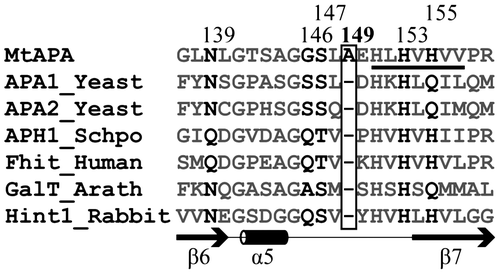 Fig. 1. Multiple sequence alignment of the active site region of MtAPA and HIT superfamily proteins (S. cerevisiae Ap4A phosphorylases 1 and 2; APA1_Yeast and APA2_Yeast, Schizosaccharomyces pombe HIT family ApnA hydrolase; APH1_Schpo, H. sapiens HIT family ApnA hydrolase; Fhit_Human, Arabidopsis thaliana galactose-1-phosphate uridylyltransferases; GalT_Arath, and Oryctolagus cuniculus AMP-lysine hydrolase; Hint1_Rabbit).Notes: Sequence alignment was performed using the ClustalW 2.1 software.Citation12) The HIT motif is underlined. The numbers along the top refer to the positions of amino acids in the sequence of MtAPA. The Ala-149 in MtAPA and the corresponding positions in other HIT superfamily proteins are shown in the box. In addition to Ala-149, the amino acids corresponding to Asn-139, Gly-146, Ser-147, His-153, and His-155 in MtAPA are shown in black, since these amino acids were previously presented as important residues for enzymatic activity of MtAPA,Citation2) and other amino acids are gray. The secondary structure of the active site based on the crystal structure of MtAPA is shown. The SWISS-PROT or TrEMBL accession numbers are as follows: MtAPA (P9WMK9), APA1_Yeast (P16550), APA2_Yeast (P22108), APH1_SCHPO (P49776), Fhit_Human (P49789), Galt_Arath (Q9FK51), and Hint1_Rabbit (P80912).
