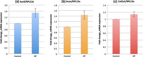 Fig. 2. mRNA Expression of chondrogenic markers in ATDC5 cells under hydrostatic pressure measured by real-time PCR.(a) Sox9 (b) Acan (c) Col2a1. Graphs show the fold change of chondrogenic markers mRNA expression relative to RPL13a mRNA normalized to the control mean. The bars represent the mean ± standard error. All the mRNA expressions of chondrogenic markers increased compared to control (n = 5) (p-value was obtained from student’s t-test).