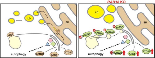 Figure 1. Lipid droplet-derived lipids support autophagosome formation. The reduced fatty acid release from LDs upon RAB18 knockout provokes autophagy network adaptations aiming to maintain autophagic activity under lipid limiting conditions. The adjustments comprise augmented expression and phosphorylation of ATG2B, increased formation of the ATG12–ATG5 conjugate, as well as enhanced phosphorylation of ATG9A, resulting in an increased ATG9A trafficking. These alterations emphasize an exciting on-demand autophagy network plasticity to ensure autophagic activity under unfavorable conditions.