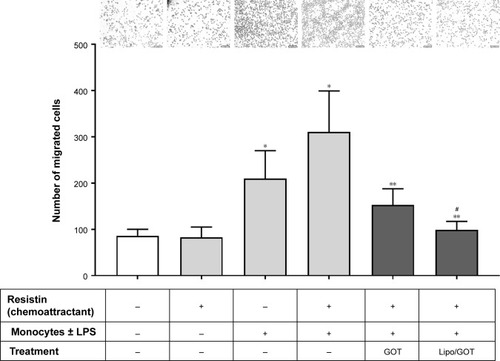 Figure 6 Effect of Lipo/GOT on monocyte migration.Notes: THP1 monocytes were preincubated with GOT or Lipo/GOT prior to activation for 24 hours with LPS. After activation, monocytes were added to a chemotaxis chamber, where resistin was found in the lower compartment. The number of migrated monocytes toward resistin was quantified after 18 hours. Unstimulated monocytes were used as controls. Results are given as mean ± SE (n=6). *P<0.05 over control monocytes; **P<0.05 over LPS-activated monocytes; #P<0.05 over LPS-activated monocytes treated with GOT. Scale bars are 50 μm.Abbreviations: GOT, guanosine 5′-O-(2-thiodiphosphate); Lipo/GOT, GOT-encapsulated liposomes; LPS, lipopolysaccharide.