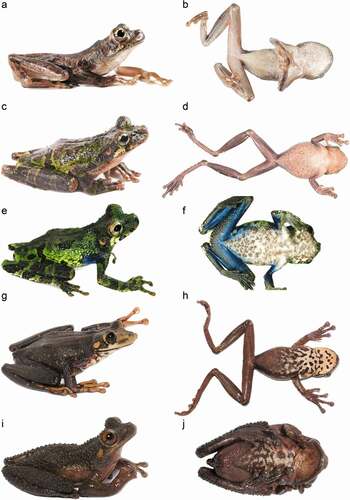 Figure 8. Dorsal and ventral view of species within the Osteocephalus verruciger-O. cannatellai complex. A–B Osteocephalus sangay sp. n., QCAZ 58825, (SVL = 48.40 mm), adult female; C–D O. cannatellai, QCAZ 67133, (SVL = 62.24 mm), adult female; E–F O. cf. cannatellai, CORDIBI 10534 (from Cordillera Kampankis, Peru), adult male; G–H O. cf. verruciger (clade D), QCAZ 58827, (SVL = 62.61 mm), adult female; I–J O. cf. verruciger (clade D), QCAZ 58833, (SVL = 47.50 mm), adult male. Photographs by G. Pazmiño, J. C. Sanchez and A. Catenazzi