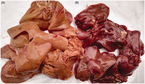 Figure 1. Discolouration and normal colour chicken livers. (A) Discolouration fresh chicken livers; (B) normal colour fresh chicken livers).
