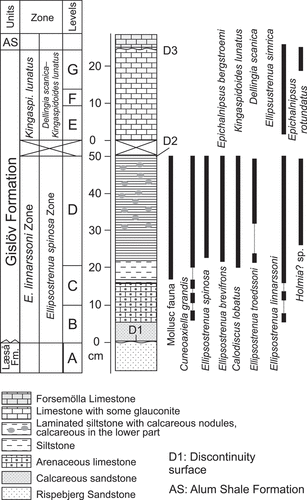 Figure 2. Stratigraphy and lithology of the Gislövshammar section, with previous trilobite zonation (left) and revised trilobite zonation (right) (modified from Bergström and Ahlberg Citation1981, fig. 8; Cederström et al. Citation2022, fig. 7).
