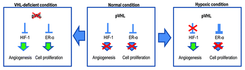 Figure 7. Diagram for the working mechanism. Under normal conditions (center), pVHL suppresses HIF-1α and ER-α through its E3 ligase activity. However, in the hypoxic condition (right panel), pVHL sequesters ER-α more strongly so that cells cannot proliferate. Instead, HIF-1α can be activated and induce angiogenesis. Because the hypoxic condition is generated by tissue damage, this mechanism may contribute to blocking an overgrowth of damaged cells. However, when pVHL is deleted or mutated (left panel), ER-1α-induced cell proliferation can be apparent. In addition, nutrients are then supplied by HIF-1α-mediated angiogenesis. These conditions would increase the probability of the occurrence of cancer.