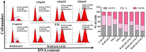 Figure 6 Hepa1-6 cells incubated with free EM (water suspension) or RADA16-I-EM hydrogels for 24 h and the cell cycles analyzed under flow cytometry. The percentage of G0/G1, S and G2/M phase distributions of free EM or RADA16-I-EM hydrogels treated cells was measured by ModFit. LT 3.3 software. 1, 2 and 3 represent EM concentrations of 120, 160, 200 μM, respectively, [RADA16-I] = 5 mg/mL.