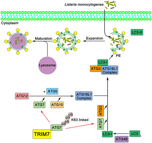 Figure 10. Working model of the mechanism by which TRIM7 regulates autophagy. In this model, TRIM7 enhances K63-linked poly-ubiquitination of ATG7, which in turn promotes autophagy, thereby increasing the clearance of L. monocytogenes.