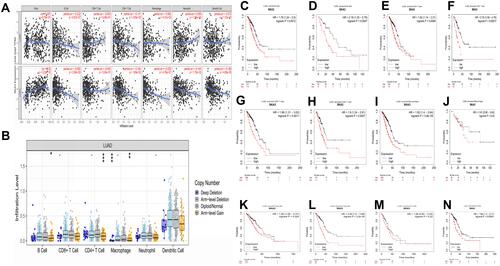 Figure 4 The expression of SKA3 in LUAD was related to immune infiltration and Prognostic value. (A) SKA3 expression has remarkable negatively correlations with the infiltration levels of B cells, CD4+ T cells and macrophages in LUAD. (B) SKA3 CNV influences the infiltration level of B cells, CD4+ T cells and macrophages in LUAD. P-value Significant Codes: *** < 0.001, ** for p < 0.01, * for p < 0.05. (C–N) Kaplan Meier analysis of prognostic correlation with different immune cells subgroup in LUAD.