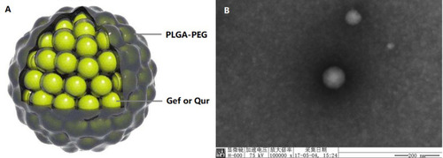 Figure 1 (A) The nanostructure of Gef/Qur PLGA-PEG NPs; (B) The transmission electron microscope of Gef/Qur PLGA-PEG NPs (Magnification ×100,000).
