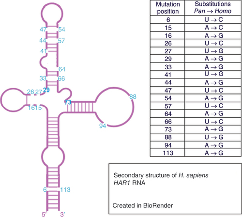 Figure 3. The human HAR1 secondary structure, including the mutations (numbers in blue) that have rapidly occurred between chimpanzee and human.Figure created using BioRender.com.