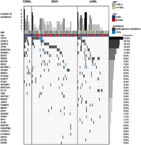 Figure 1. Mutational profiling of myeloid neoplasms (MN). the mutational profile of MDS, CMML and sAML samples was analyzed by targeted NGS. The samples are grouped by diagnosis made in comparison with clinical, genetic and histopathological features regarding the WHO classification of tumors of hematopoietic and lymphoid tissues, 4th and 5th edition. The detected pathogenic mutations are marked with black rectangles, variants of uncertain significance (VUS) with blue rectangles (nomenclature was given according to the recommendations of the Human Genome Variation Society). The age and sex of patients are marked with colored rectangles and the frequency of the respective mutated genes are shown at the right side of the graph.