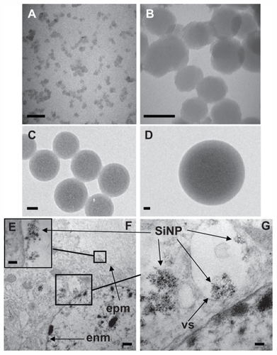 Figure 1 Uptake of amorphous SiNP by primary human umbilical vein endothelial cells. Electron micrographs of 10SiNP (A), 50SiNP (B), 150SiNP (C), and 500SiNP (D), in ultrapure water. As shown by transmission electron microscopy, after exposure of endothelial cells to 10 μg/mL of 10SiNP for 1 hour, nanoparticles quickly interacted with the plasma membrane, internalized, and distributed within the cytoplasm (E–G). They were found mainly encapsulated in vesicles, but also free in the cytosol (F and G). Scale bars represent 50 nm (A, B, C, and D), 100 nm (E and G), and 500 nm (F).Abbreviations: SiNP, silica nanoparticles; EPM, endothelial plasma membrane; ENM, endothelial nuclear membrane; VS, vesicle.