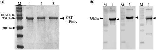 Figure 1. Expression of recombinant FimA in Escherichia coli BL21. (a) Coomassie blue staining of purified GST-rFimA fusion proteins separated by SDS-PAGE. Lane 1, rFimA type A, Lane 2, rFimA type B, Lane 3, rFimA type C. (b) Western blot analysis using each anti-rFimA antibody. Lane 1, rFimA type A; Lane 2, rFimA type B; Lane 3, rFimA type C. M: molecular marker