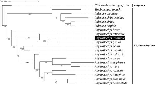 Figure 3. Maximum-likelihood phylogenetic analysis of 19 species of Subtrib. Phyllostachydinae and Chimonobambusa purpurea as outgroup were based on complete protome nucleotide sequences. Bootstrap values were indicated below the nodes. The following sequences were used for tree construction: P. glauca (NC_051535.1) (Cao et al. Citation2020), P. reticulata (MN537808.1) (Huang et al. Citation2019), P. sulphurea (NC_024669.1) (Gao and Gao Citation2016), P. edulis (NC_015817.1) (Huang et al. Citation2019), P. nidularia (LC590826.1) (Zhou et al. Citation2021), P. nigra (NC_015826.1) (Zheng et al. Citation2021), P. heteroclada (NC_064526.1) (Hu et al. Citation2021), P. angusta (NC_053647.1) (Zheng et al. Citation2021), P. propinqua (NC_016699.1) (Wu and Ge Citation2012), P. makinoi (NC_062168.1), P. lithophila (NC_062169.1), P. bissetii (NC_066717.1), P. aurea (KU569973.1) (Attigala et al. Citation2016), P. incarnata (OL457160), Indosasa gigantea (NC_046587.1) (Zheng et al. Citation2020), I. sinica (NC_024721.1) (Ma et al. Citation2014), I. hispida (MW463058.1) (Tu et al. Citation2022), I. shibataeoides (NC_036820.1) (Ma et al. Citation2017), Sinobambusa tootsik (MN783350.1), Chimonobambusa purpurea (NC_060376.1) (Liu et al. Citation2021).