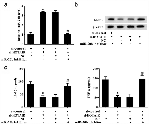 Figure 6. LncRNA HOTAIR regulated Nlrp3 expression and inflammatory cytokines secreted by monocytes through miR-20b. THP-1 cells stimulated with MSU crystals were divided into si-control, si-HOTAIR, si-HOTAIR+NC, and si-HOTAIR+miR-20b inhibitor groups. A. si-HOTAIR increased miR-20b expression, and miR-20b inhibitor reversed the si-HOTAIR-induced promotion effect. B. si-HOTAIR down-regulated NLRP3 expression and miR-20b inhibitor reversed the si-HOTAIR-induced inhibition effect. C. si-HOTAIR decreased IL-1β and TNF-α levels, and miR-20b inhibitor reversed the si-HOTAIR-induced inhibition effect. *P< 0.05, compared with si-control; #P< 0.05, compared with si-HOTAIR+NC. NC: Negative control. Data are pooled from three individual experiments