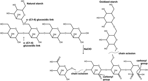 Figure 10. A schematic representation of native starch oxidation using NaCIO (Chimonyo, Fletcher, and Peng Citation2020a).