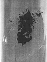 Figure 6 Induction of rooting after 30 days in Gamborg's B5 medium supplemented with IBA (2 mg/l) only.