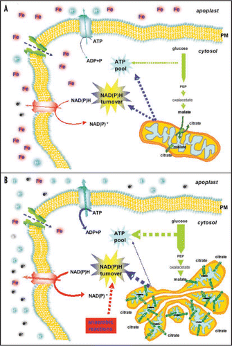 Figure 1 Model of the Fe deficiency effects on the metabolism of cucumber root cells. In the control condition (A) mitochondria are able to satisfy the energetic and the NAD(P)H turnover requests of the cell. In Fe deficiency (-Fe) condition (B), the ATP and NAD(P)H request are enhanced and the respiratory chain is strongly impaired leading the cellular metabolism to change several pathways. To overcome the energetic emergency status, the cell increases (i) glycolysis; (ii) the synthesis of DTC protein leading to an enhanced of citrate/malate exchange between mitochondrial matrix and cytosol; (iii) the anaerobic metabolism. Changes in the arrow thickness indicates the changes in the rate of metabolic processes occurring under Fe deficiency condition. Abbreviations: FC-R, Ferric chelate-reductase; IRT, iron regulated transporter; DTC, di-tricarboxylic acid carrier; PM, plasma membrane.