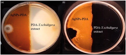 Figure 4. Inhibition of the growth of F. solani (a) and M. phaseolina (b) by AgNPs-PDA and PDA-Y. schidigera extract (control) after 9 days of exposure.