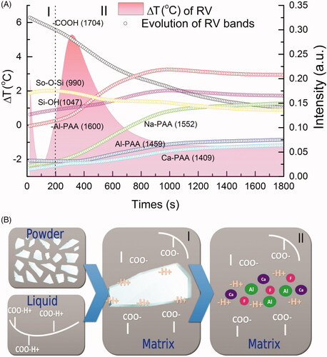 Figure 4. (A) Comparison between the temperature variation of RV and the evolution of the bands as a function of time; (B) schematic illustration of possible sequences of the reaction. (I) First stage of the reaction, which is the acid hydrolysis on the glass particles surfaces; (II) second stage representing the ion release to the matrix.