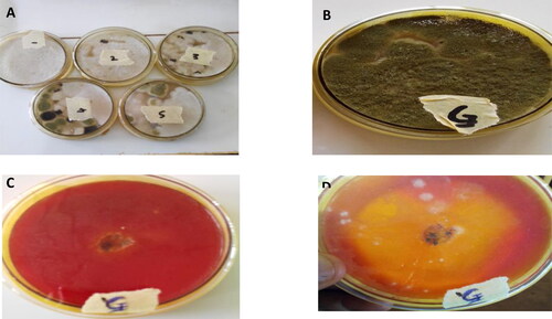Figure 1. Isolation of fungi from the decaying seeds of C. mannii and qualitative lipase activity assay. (A) impure culture and (B) pure culture of putative Aspergillus flavus. Qualitative Screening of Aspergillus flavus for lipolytic activity on phenol red agar plate incorporated with olive oil (C) After 24 hr (D) After 72 hr of growth. The yellow halo around the colony indicates lipase activity.