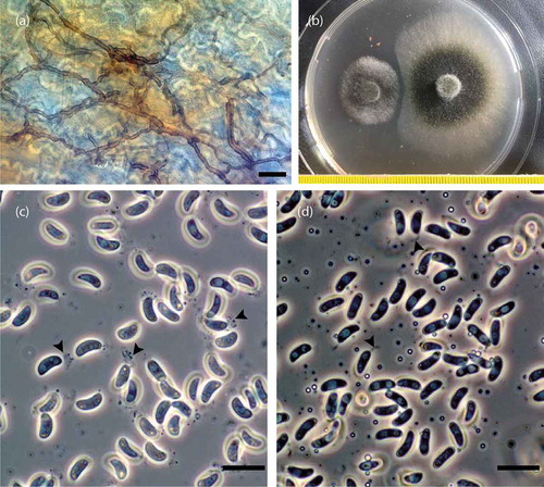 Figure 2. (a) Mycelium of Allantophomopsis cytisporea colonizing dead tissue of a Calluna vulgaris leaf (scale bar: 20 µm); the bright meandering lines are the cell walls of the puzzle piece–like epidermal cells of C. vulgaris. (b) Interaction between Herpotrichia pinetorum (strain 95-Fi; Schneider et al. Citation2009) to the left and A. cytisporea (strain A_DA_21_15) to the right after 21 days at 4°C on MEA. Conidia of A. cytisporea strains (c) A_SB_8_12 and (d) A_SB_6_12 in H2O stained with fountain pen ink (Pelikan, blue) and observed using phase contrast optics (scale bar: 10 µm); arrowheads indicate the slimy appendages of the conidia.