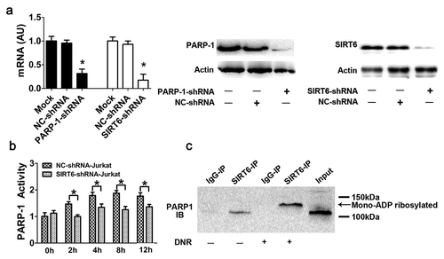 Figure 2. SIRT6 served as an upstream signal for the activation of PARP1 through monoADP-ribosylation. (a) PARP1 or SIRT6 in Jurkat cells was successfully depleted. Jurkat cells were transfected with control, PARP1 or SIRT6 shRNA. The mRNA and protein levels of PARP1 or SIRT6 were assessed via RT-qPCR or western blot analyses, respectively (n > 3, *p < 0.05). AU, arbitrary unit. The mock group was set as 1. (b) The activation of PARP1 induced by DNR was depressed in SIRT6-silencing cells. Cells were exposed to 0.4 μM DNR. The activity of PARP1 was measured by cell ELISA (n > 3, *p < 0.05 compared with the control group without DNR treatment). (c) SIRT6 and PARP1 formed a protein complex, and SIRT6 catalyzed the monoADP-ribosylation of PARP1. Jurkat cells were treated with or without DNR (0.4 μM) for 24 hours. The cell lysates were immunoprecipitated with an anti-SIRT6 antibody and immunoblotted with an anti-PARP1 antibody.