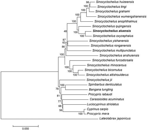 Figure 1. A neighbour-joining (NJ) tree of the 19 species from Cyprinoidea was constructed based on complete mitochondrial genome data. The analyzed species and corresponding NCBI accession numbers are as follows: Sinocyclocheilus huizeensis (NC_044072.1), Sinocyclocheilus tingi (NC_039594.1), Sinocyclocheilus graham (GQ148557.1), Sinocyclocheilus wumengshanensis (NC_039769.1), Sinocyclocheilus anophthalmus (KF892542.1), Sinocyclocheilus qujingensis (NC_043910.1), Sinocyclocheilus aluensis (MT122746), Sinocyclocheilus oxycephalus (NC_037858.1), Sinocyclocheilus yishanensis (MK387704.1), Sinocyclocheilus ronganensis (KX778473.1), Sinocyclocheilus multipunctatus (MG026730.1), Sinocyclocheilus furcodorsalis (GU589570.1), Sinocyclocheilus rhinocerous (KR069119.1), Sinocyclocheilus bicornutus (KX528071.1), Sinocyclocheilus altishoulderus (FJ984568.1), Sinocyclocheilus anshuiensis (KR069120.1), Cyprinus carpio (KU159761.1), and Lateolabrax japonicas (KR780682.1).