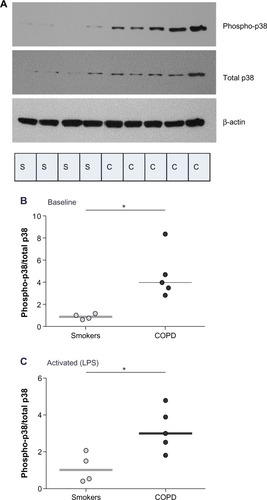 Figure 3 Comparison of baseline and induced p38 MAPK activation in PBMCs of COPD patients and healthy smokers.