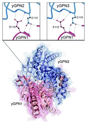 Figure 1. Comparative model of the yGPN1 (red)|yGPN3 (blue) interaction complex. Secondary structure elements are indicated by arrows for β-strands and helicoidal springs for α-helices. Top panels show close-up views on the conserved Glu residues located at the yGPN1|yGPN2 (left) and yGPN1|yGPN3 (right) interfaces. The Cα trace of molecules is shown as tubes, whereas amino acid side-chains are shown using colored balls and sticks (black for carbon, red for oxygen and blue for nitrogen). Hydrogen bonds made between the conserved Glu residues of one partner with backbone atoms of the other partner are shown as gray dots. Each Glu residue makes three side-chain-to-main-chain hydrogen bonds except in the yGPN1|yGPN2 dimer where a proline is present in yGPN2 (no nitrogen backbone atom available). The transparent molecular surface was built using the surf tool of VMD,Citation51 whereas the top panels were built using MolscriptCitation52 and rendered using Raster3D.Citation53