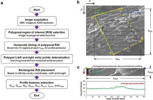 Figure 1. Process flowchart and the SEM image surface profile analysis strategy. (a) Overall flowchart of the developed ImageJ plugin showing sequence of image processing operations for profile classification of the corn stover particle sizes, (b) demonstration of the surface profile analysis on a portion of SEM image showing 10 rectangular sub-ROIs used for profile values extraction, and (c) illustration of grayscale profile generation for one sub-ROI by averaging gray pixels along hsROI vertically and proceeding along LsROI horizontally.