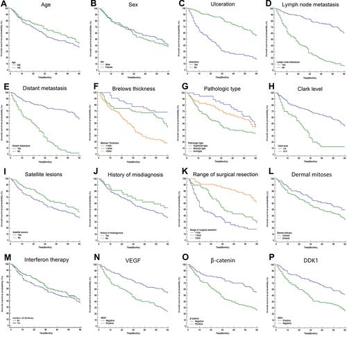 Figure 3 KM analyses of indicators in predicting the prognosis of CM patients within 5 years. KM curves at different classifications of age (A), sex (B), ulceration (C), lymph node metastasis (D), distant metastasis (E), Breslow thickness (F), pathologic type (G), Clark level (H), satellite lesions (I), history of misdiagnosis (J), range of surgical resection (K), dermal mitoses (L), interferon therapy (M), VEGF (N), β-catenin (O), and DKK1 (P) were shown. It revealed that ulceration, distant metastasis, lymph node metastasis, Breslow thickness, Clark levels, dermal mitoses, β-catenin, VEGF, and DKK1 were associated with the OS.