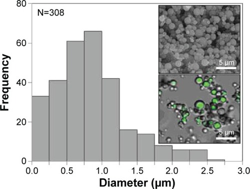 Figure 1 Size histogram of fibroin microspheres and scanning electron and confocal micrographs (inserts).