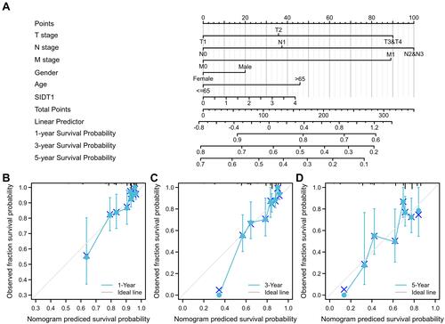 Figure 7 (A) Line graph of NSCLC prognostic model. (B–D) NSCLC prognostic model 1-year and 3-year 5-year calibration curves.