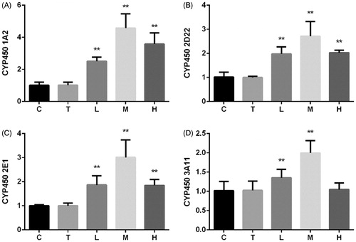 Figure 4. Relative mRNA expression of CYP450 (A) 1A2, (B) 2D22, (C) 2E1, and (D) 3A11 enzymes. *p < 0.05; **p < 0.01, significantly increased versus control. C (control), T (Tween), L (low), M (middle), and H (high).