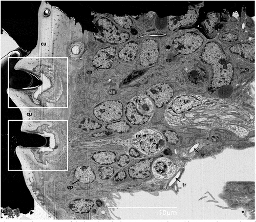 Figure 3. Ultrastructure of the larval tergite in transverse section; white rectangles – socket of the hastisetae, cu - cuticle, ep - epithelial cell, ne - neuron, tr- tracheoles.