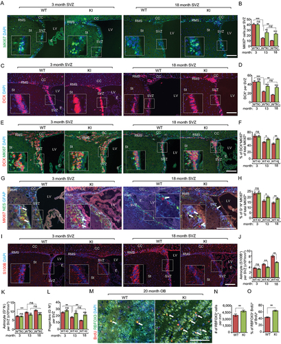 Figure 4. Increased autophagy partially restores the decline of proliferative neurogenesis in the SVZ during aging in Becn1 KI mice. (A) Immunofluorescence for MKI67 and DAPI in SVZ of Becn1 KI and WT mice at 3-months-old and 18-months-old. The boxed area is shown in detail as inset. (B) Mean ± SE of number of MKI67+ cells in SVZ of Becn1 KI and WT mice at 3 mo, 13 mo, and 18 mo. n = 5 animals. (C) Immunofluorescence for DCX and DAPI in SVZ of Becn1 KI and WT mice at 3-months-old and 18-months-old. The boxed area is shown in detail as inset. (D) Mean ± SE of number of DCX+ cells in SVZ of Becn1 KI and WT mice at 3 mo, 13 mo, and 18 mo. n = 5 animals. (E) Immunofluorescence for DCX, MKI67, and DAPI in SVZ of Becn1 KI and WT mice at 3-months-old and 18-months-old. The boxed area is shown in detail as inset. (F) Mean ± SE of percentage of MKI67+ DCX+ cells of total MKI67+ cells in SVZ of Becn1 KI and WT mice at 3 mo, 13 mo, and 18 mo. n = 5 animals. (G) Immunofluorescence for GFAP, NES, MKI67, and DAPI in SVZ of Becn1 KI and WT mice at 3-months-old and 18-months-old. The boxed area is shown in detail as inset. (H) Mean ± SE of percentage of GFAP+ NES+ MKI67+ cells of total MKI67+ cells in SVZ of Becn1 KI and WT mice at 3 mo, 13 mo, and 18 mo. n = 5 animals. (I) Immunofluorescence for S100B and DAPI in SVZ of Becn1 KI and WT mice at 3-months-old and 18-months-old. The boxed area is shown in detail as inset. (J) Mean ± SE of number of S100B+ cells per 1 mm3 SVZ section of KI and WT mice at 3 mo, 13 mo, and 18 mo. n = 5 animals. (K) Mean ± SE of of number GFAP+ NES – astrocyte per 1 mm3 SVZ section of KI and WT mice at 3 mo, 13 mo, and 18 mo. n = 5 animals. (L) Mean ± SE of of number GFAP – NES+ progenitor cells in SVZ of Becn1 KI and WT mice at 3 mo, 13 mo, and 18 mo. n = 5 animals. (M) Immunofluorescence for long term retentioned BrdU, RBFOX3, and DAPI in olfactory bulb of 18-months-old WT and Kl mice. Arrows indicate RBFOX3+ BrdU+ cells. (N) Mean ± SE of number of RBFOX3+ cells per mm2 in the olfactory bulb of Becn1 KI and WT mice at 18 mo. n = 5 animals. (O) Mean ± SE of percentage of RBFOX3+ BrdU+ cells of total BrdU+ cells in the olfactory bulb of Becn1 KI and WT mice at 18 mo. n = 5 animals. CC; corpus callosum; E: ependymal; LV: lateral ventricle; RMS: rostral migratory stream; St: striatum; SVZ: subventricular zone. Bar: 200 μm. *: p < 0.05, **: p < 0.01, ***: p < 0.001. ns: no significance. Student’s t test and Two-way Anova was used for statistical analysis.