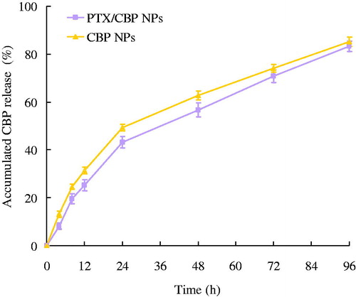 Figure 3. In vitro CBP release profile of PTX/CBP NPs and CBP NPs.