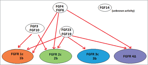 Figure 1. Schematic of FGF ligands and their cognate receptors. Relationship between FGF ligands and FGF receptors. A binding relationship is indicated as a red line between ligand and receptor. Various isoforms of the receptors (1c, 1b; 2c, 2b; 3c, 3b; 4D) are included together. FGF14 is not known to bind to any of the FGF receptors. Based on information obtained from (5).