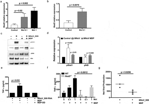 Figure 5. NOD2-dependent pro-inflammatory signaling associated with MNoV_S99 infection and bacterial MDP. Quantification of Nod2 mRNA levels measured by RT-qPCR in a)- in Raw264.7 cells infected with MNoV_S99 (Moi 0.1 or 1, for 24 h) and in b)- in BMDM from WT mice (Moi 0.1, for 24 h) normalized to ActB and relative to mock-infected cells (n = 3). c)- Representative western blot showing STAT1 and IκBα signaling pathways modulation in cell lysates from monocytes that were either infected with MNoV_S99 (Moi 5, 2 h), treated with MDP (10 ng/mL, 2 h), or a combination of both. d)- quantification and comparison of pSTAT1 and pIκbα signals between MNoV_S99 infected alone cells or in combination with MDP (10 ng/mL, 2 h), (n = 3), with the band intensity being normalized to β-ACTIN and relative to mock-treated cells. e) TNFα production by BMDC subjected to MNoV_S99’s ssRNA (10 µg/mL) alone, or supplemented with either MDP (1 µg/mL) or MDP-DD (1 µg/mL) overnight. f) TNFα production by BMDM cells infected with MNoV_S99 (Moi 0.1 or 1) for 6 h, prior to being treated with MDP (10 µg/mL) overnight. g) Net production of MNoV_S99 in Raw264.7 cells infected with MNoV_S99 (Moi 1 for 2 h before MDP treatment (100 ng/mL) for 24 h). Statistical differences were analyzed with Student’s t test.